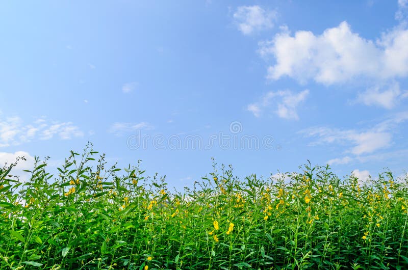 Green Small Tree over a blue sky Background, Photo taken on: December 09, 2013. Concept clean layout stock images, royalty-free photos and pictures