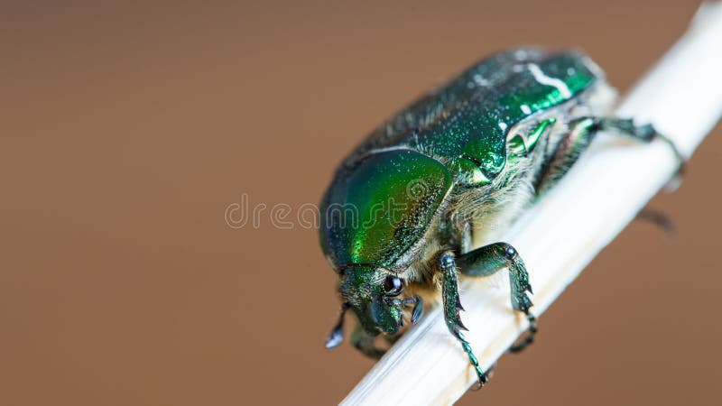Green smaragd beetle insect on wooden stick stock photo