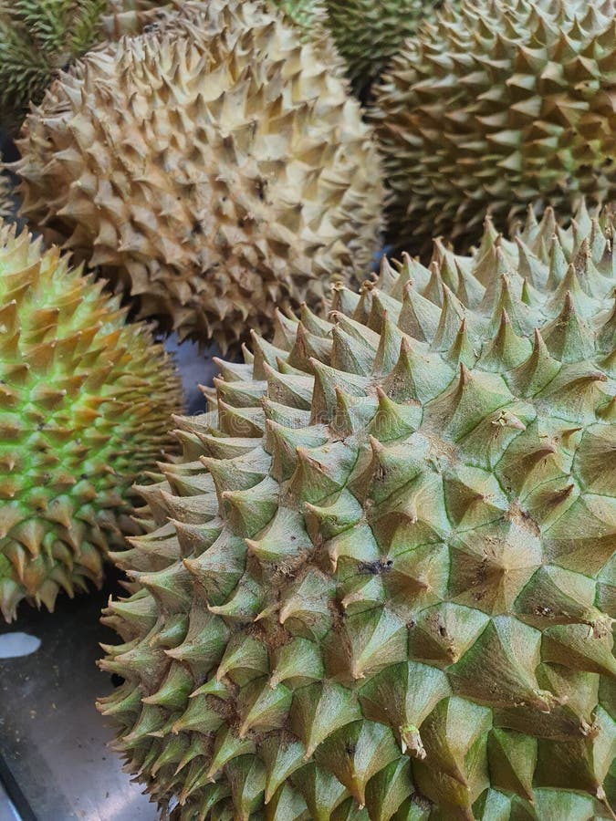 King of Fruits, Durian the Most Famous Fruit in South Asian Isolated on