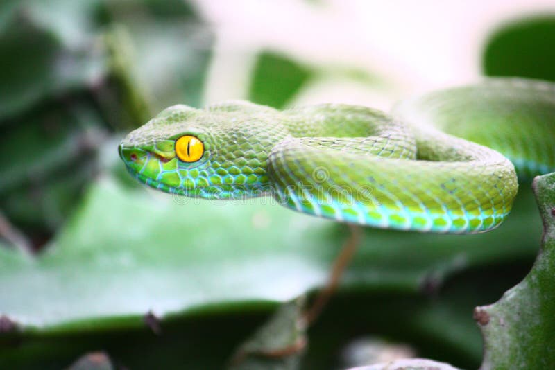 Massimo on X: Atheris chlorechis, also known as Western bush viper, is a  venomous viper species found only in the forests of West Africa. Here you  see one stretching its jaws [read more:  [source of  the gif