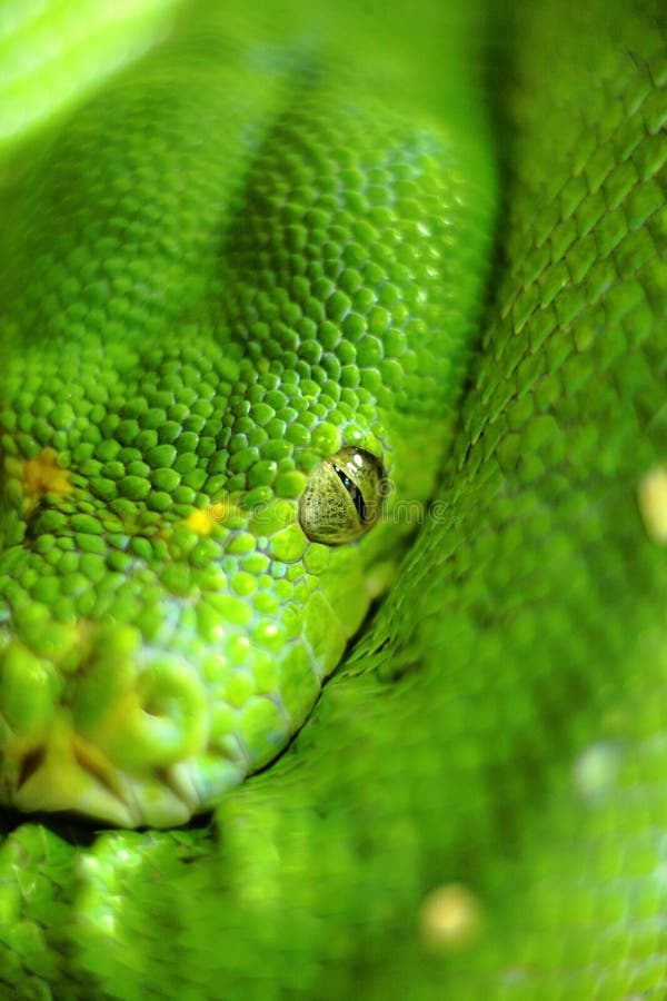 Green snake