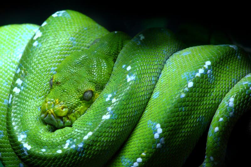 Green snake