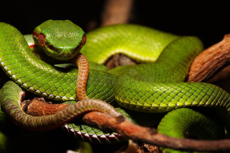 GREEN SNAKE