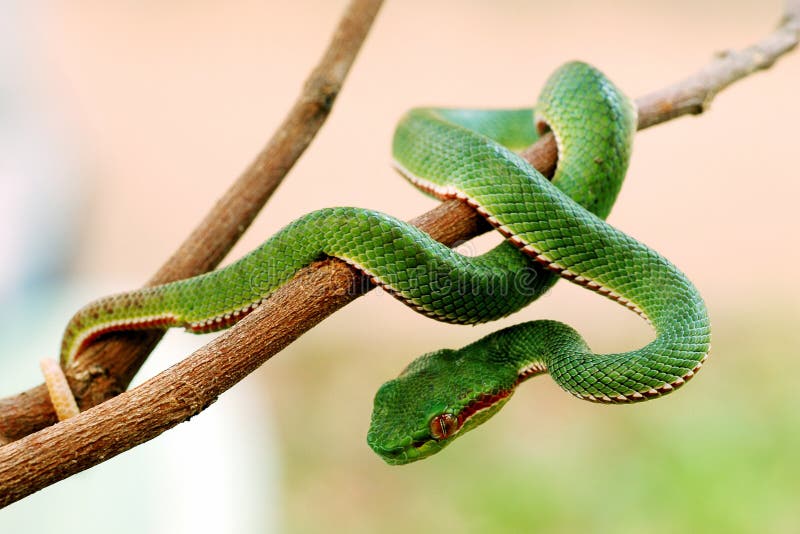 Attacking Snake / Great Lakes Viper / Atheris Nitschei Stock Image