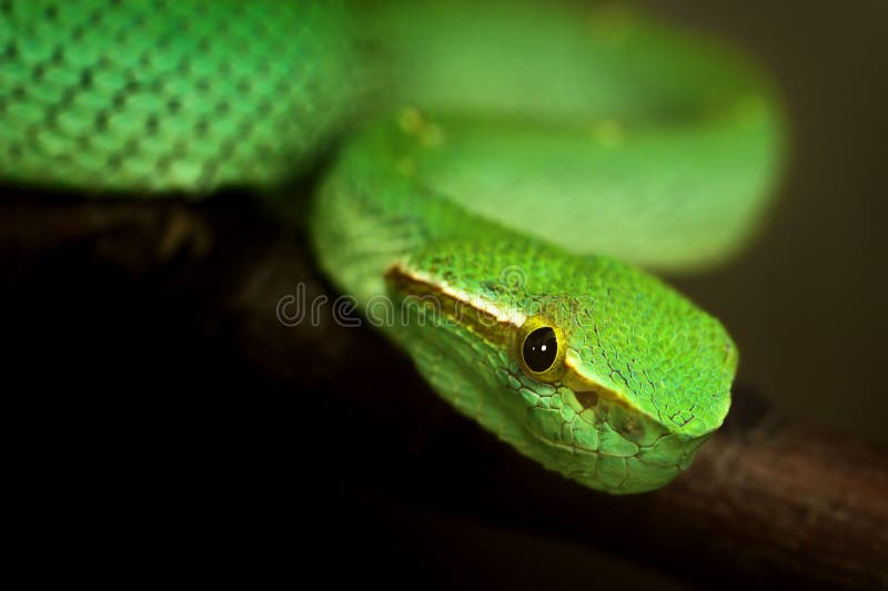 Green snake