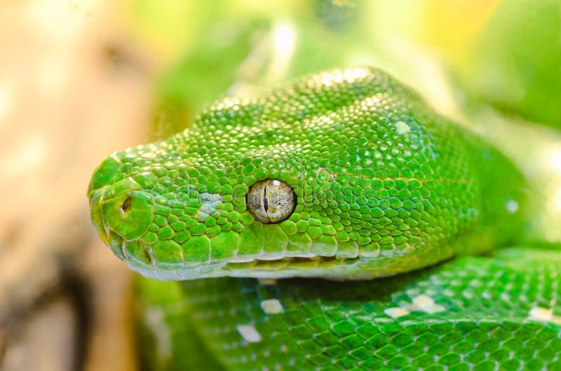 West African Bush Viper (Atheris chlorechis) - ZooChat