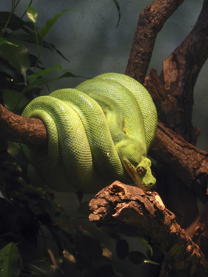 Green snake coiled around a branch