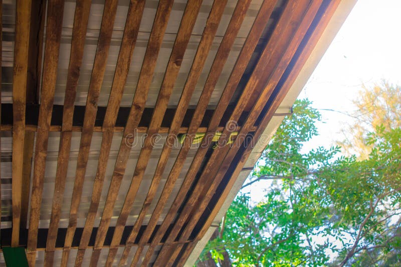 Green Pit Viper Hanging On Tree Stock Image Image Of Animal