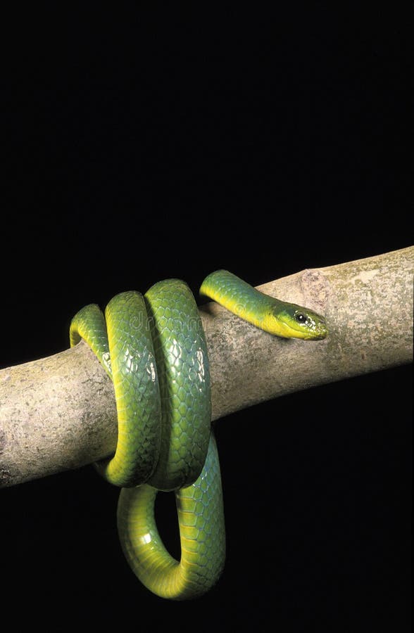 GREEN SNAKE opheodrys major COILED ON BRANCH AGAINST BLACK BACKGROUND