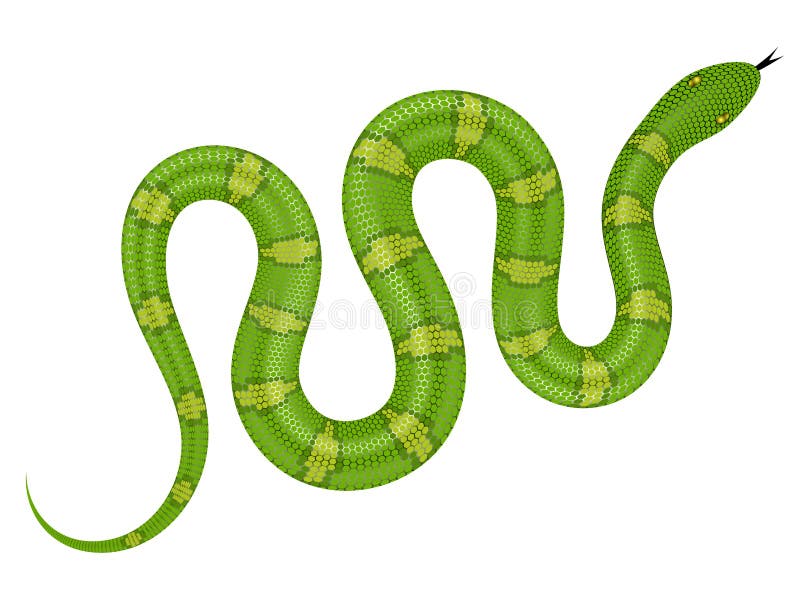 Green Snake Vector Illustration Stock Vector - Illustration of ophidian