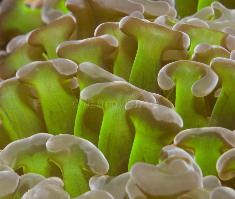 Green soft coral