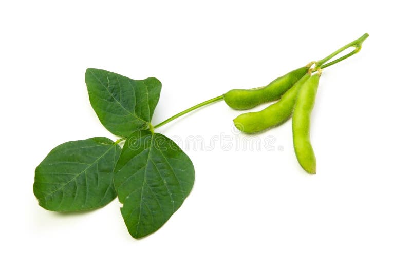 Green soy bean stock photo. Image of staple, meal, diet - 25179640