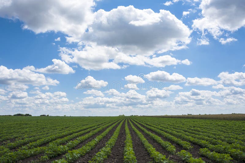 Green Soy fields