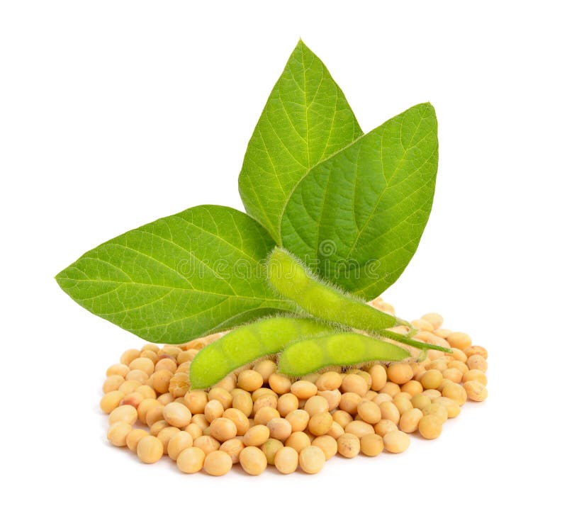 Green Soy Pods with Leaves and Seeds. Stock Photo - Image of healthy ...