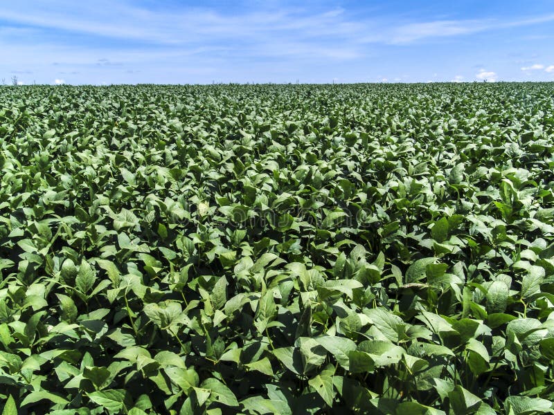 Green Soybean Field on a Farm Stock Image Image of healthy, brazil