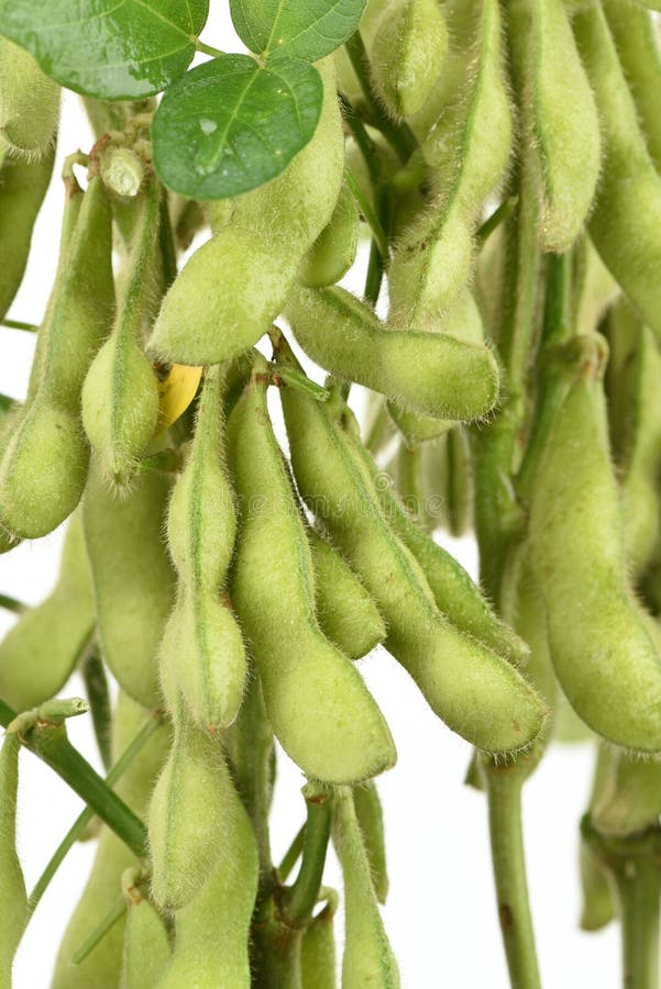 Green Soybean, the Pigeon Pea or Genus Cajanus. Stock Image Image of fresh, fiber 44893043