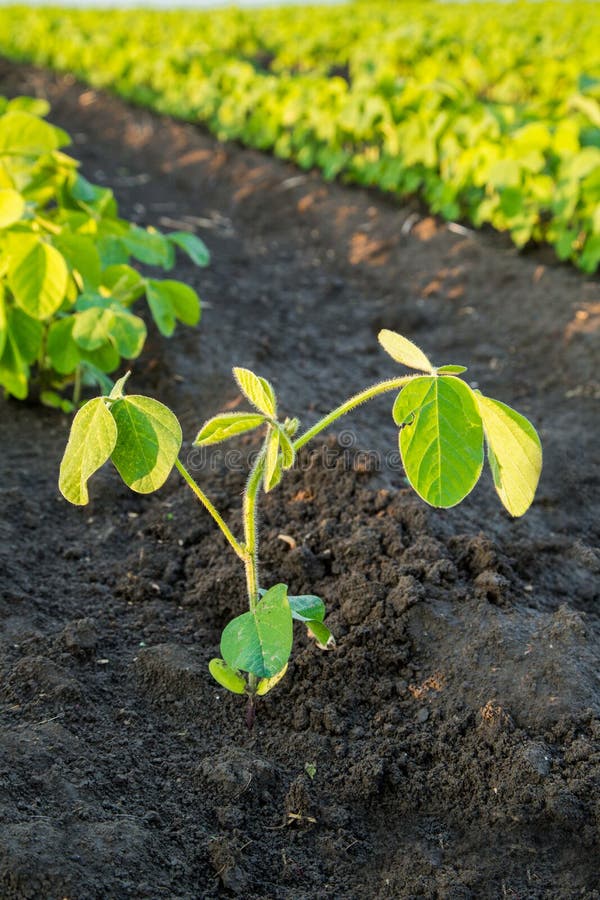 Green Soybean Plants Closeup Shot, Mixed Organic and Gmo. Stock Photo
