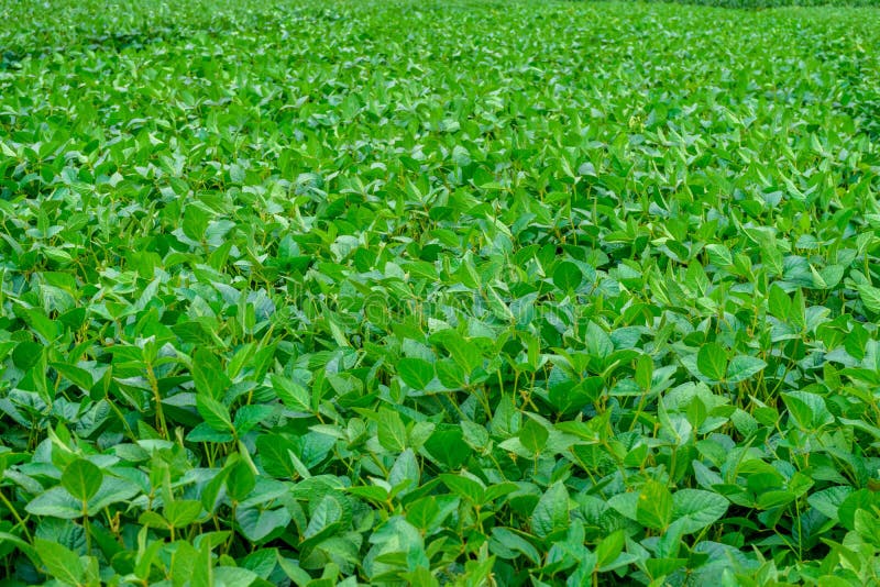 Green Soybeans Growing on the Field Stock Photo Image of soybeans