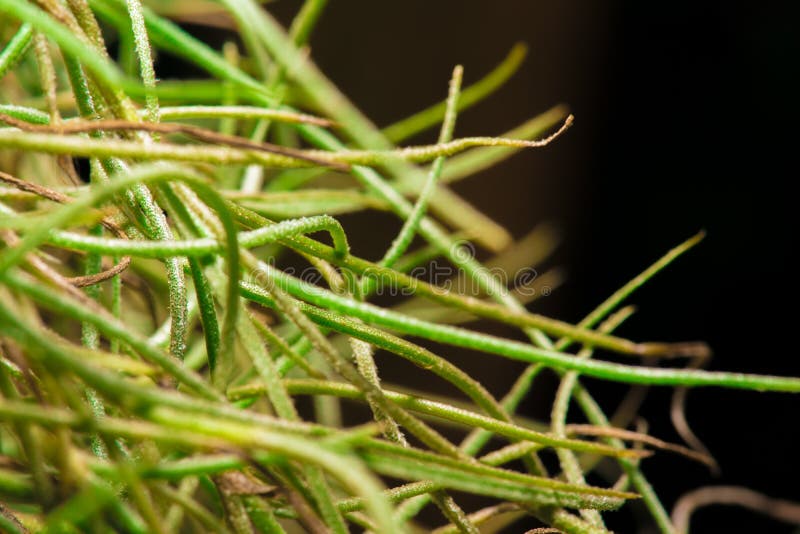 Green Spanish Moss In A Black Background.soft Focus Stock Photo Image