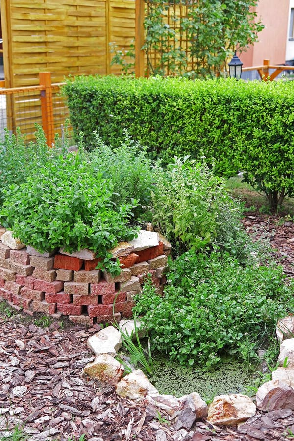 Watercress in the Garden Pond Stock Photo Image of salad, organic