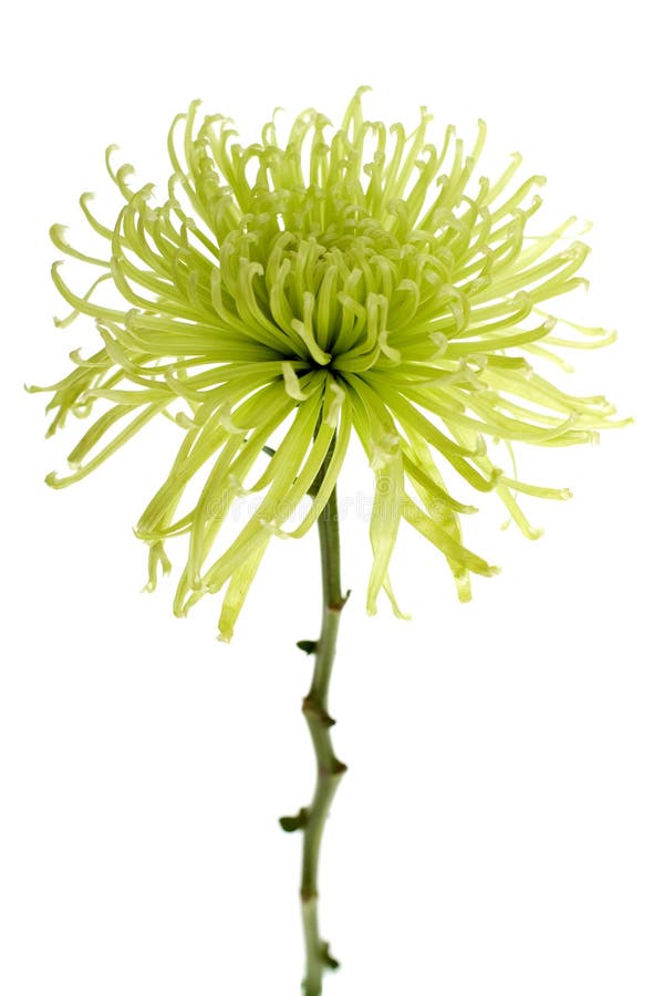 Green Spider Mum stock photo. Image of star, spider, fiji - 14269242