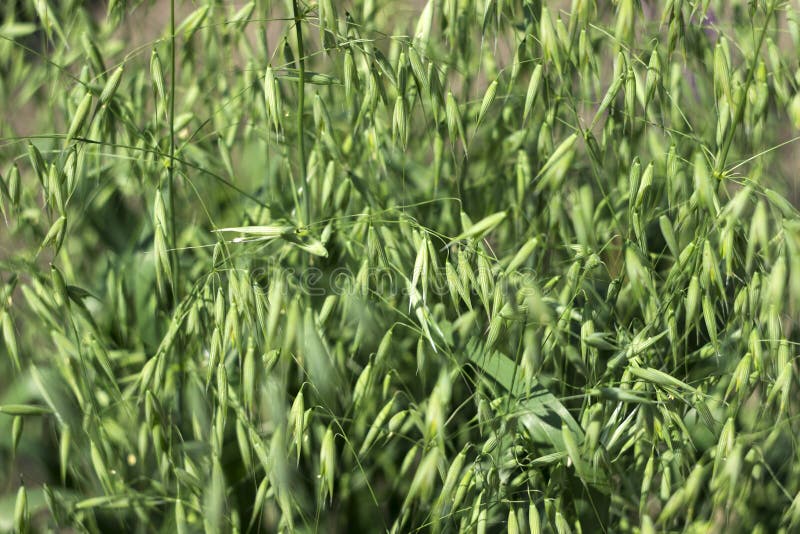 Green Spikelets of Oats in the Field, Raw Grains of Seed Oats. Grass