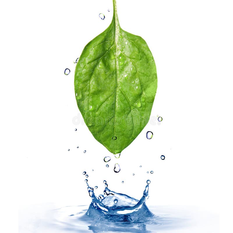 359,000+ Water Drop Leaf Stock Photos, Pictures & Royalty-Free