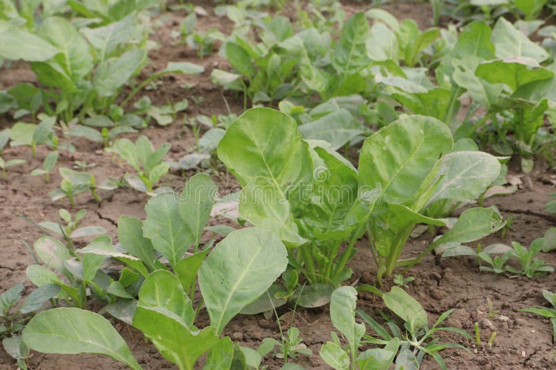A Green Spinach Palak Plant in the Field Stock Image - Image of healthy