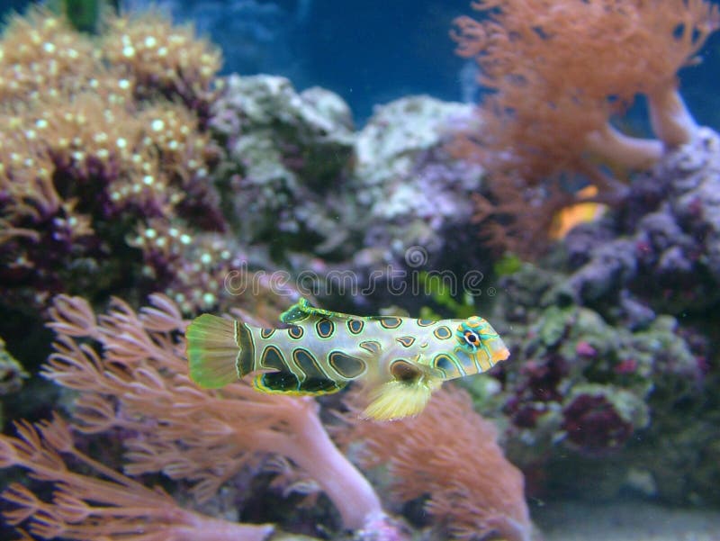 Green Spotted Mandarin Fish Stock Photo Image of marine, coloured