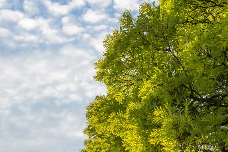 Green Ash Tree Branches On Sky With Clouds Background Stock Photo