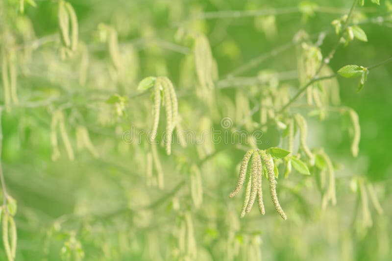Green spring blurred background