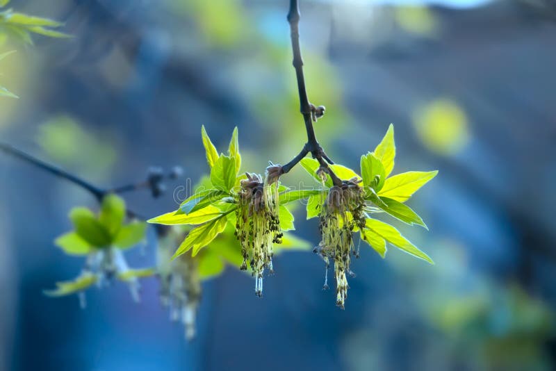 Green spring buds ash tree