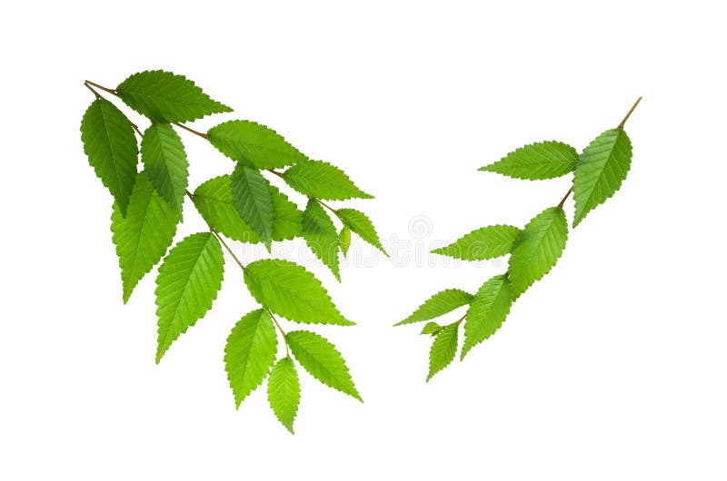 Green spring elm leaves on branch isolated on white background royalty free stock photo Green spring elm leaves on branch isolated on white background royalty free stock photo