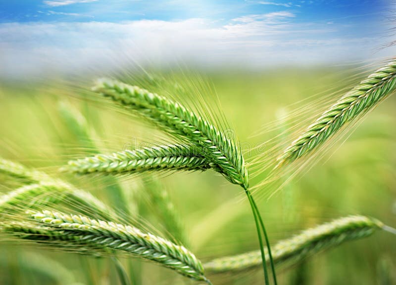 Green spring grains close up