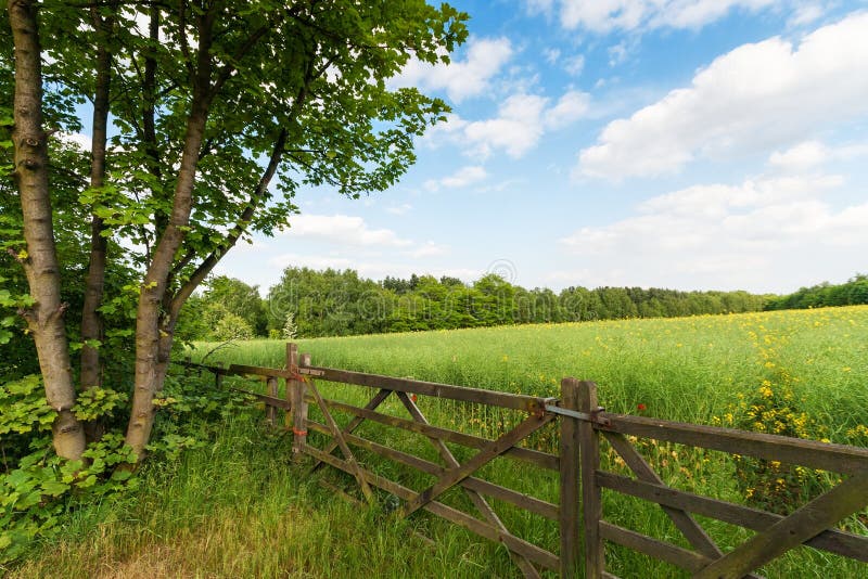 Green spring landscape royalty free stock images