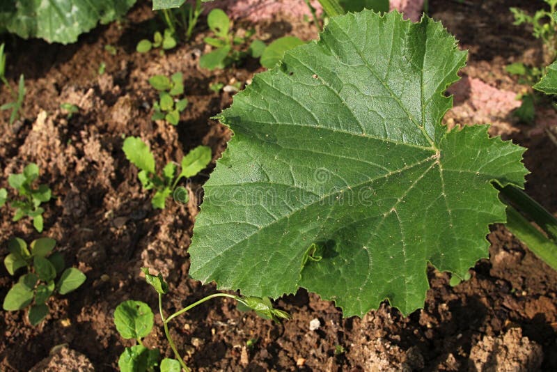 Green spring leaf of pumpkin vegetable plant, latin name Cucurbita Pepo, growing in garden.