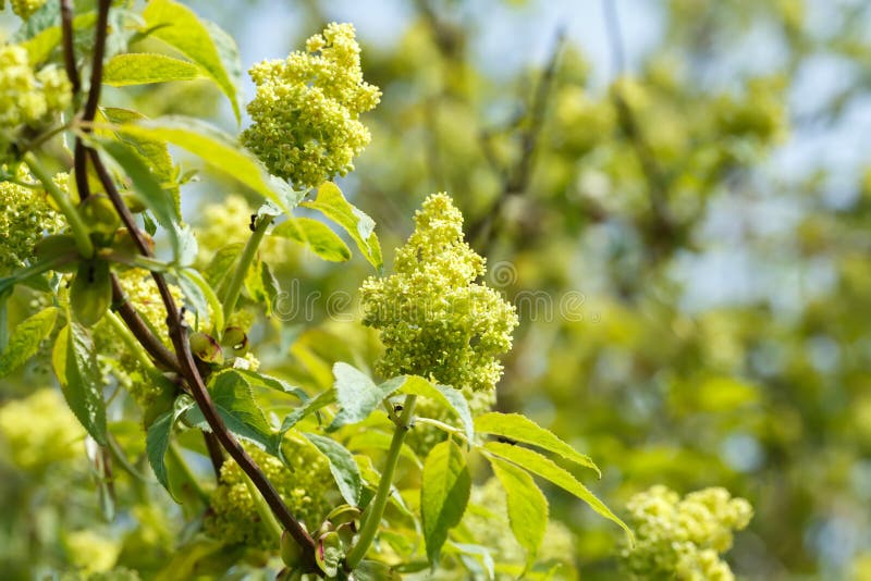 Green spring lilac bud