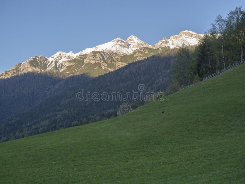 Green Spring Meadow With Blooming Trees Forest And Snow Covered