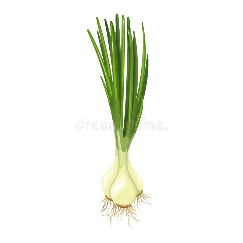 Green Spring Onions, Chives Stock Vector - Illustration of condiment ...