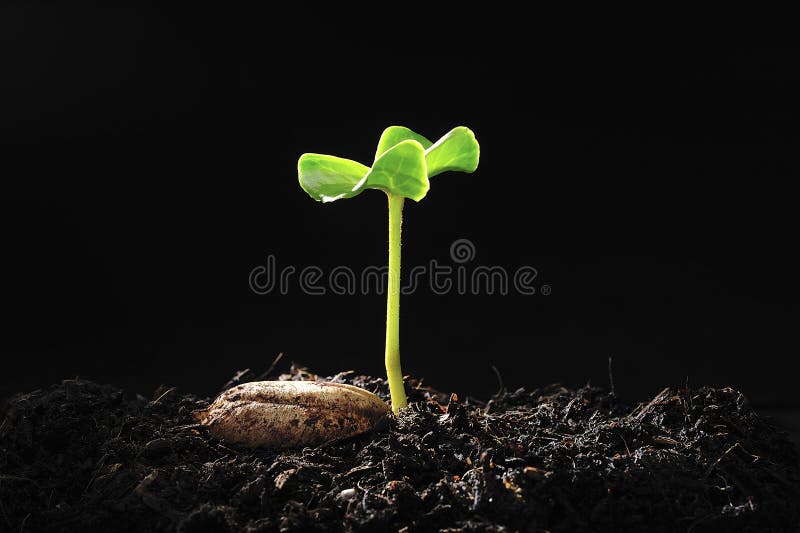 Green sprout royalty free stock photography Green sprout royalty free stock photography
