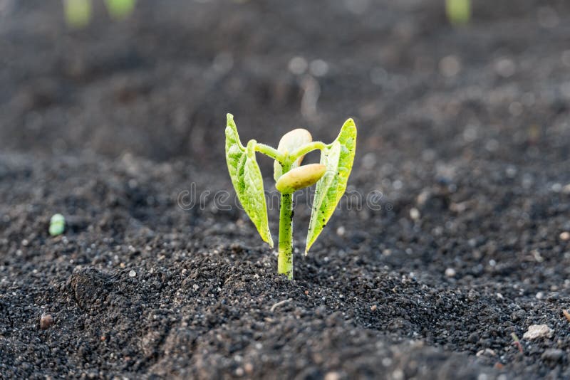Green Sprout Growing from Ground, New Life or Start or Beginning Concept Stock Photo Image of