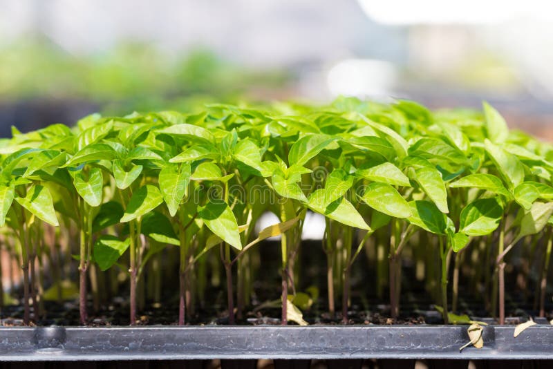 Green Sprout Growing in Nursery Stock Photo Image of seedling, nature