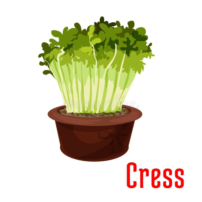 Cress Stock Illustrations – 621 Cress Stock Illustrations, Vectors &amp; Clipart  - Dreamstime