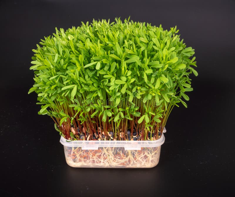 Green Sprouts Edible Plants. Microgreens Nutrition Stock Image Image