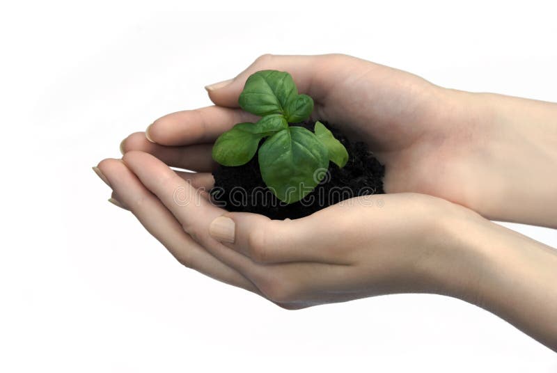 Green sprouts in the hands