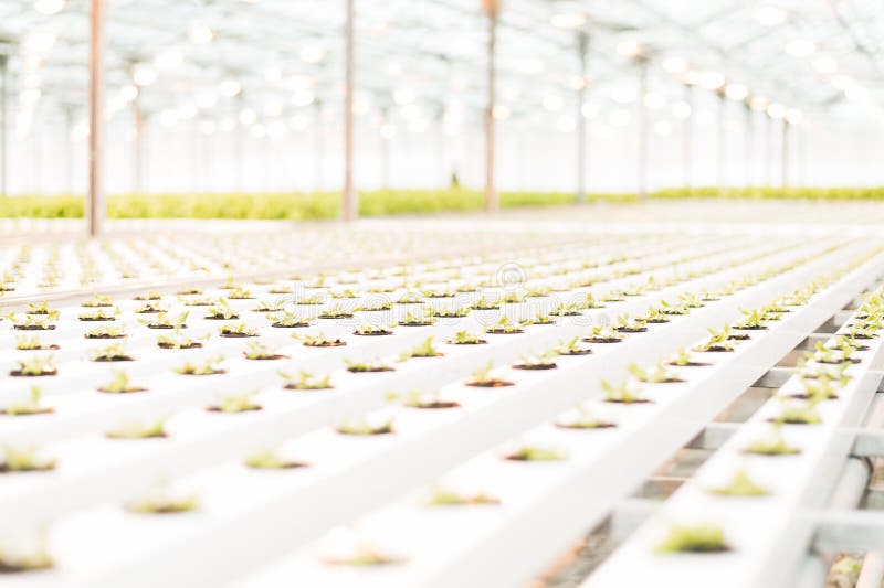 Green Sprouts in a Large Bright White Greenhouse. Stock Image Image of industry, closeup