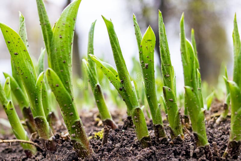 Green Sprouts of a Plant on Black Earth Stock Photo Image of botany