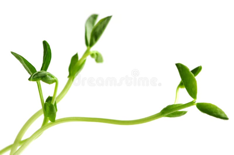 Green young pea sprouts isolated on white background. Green young pea sprouts isolated on white background