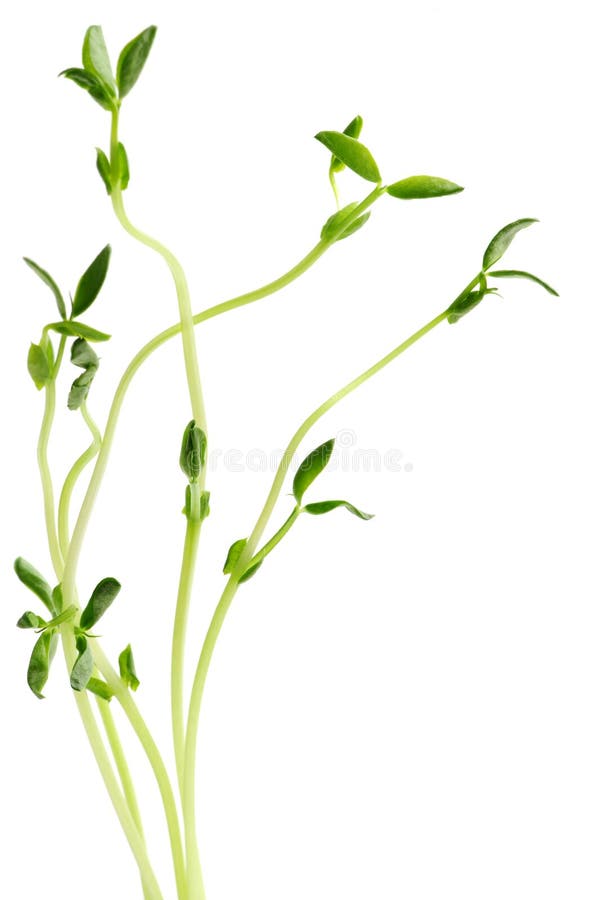 Green young pea sprouts isolated on white background. Green young pea sprouts isolated on white background