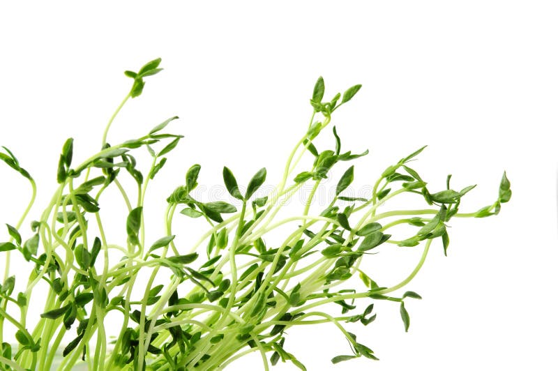 Green young pea sprouts isolated on white background. Green young pea sprouts isolated on white background